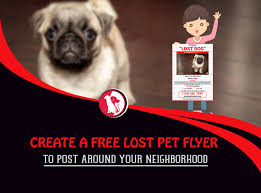 Use postermywall and create a free missing pet flyer in minutes, with easy to use tools and professional templates. Create A Free High Quality Lost Pet Flyer To Post Around Your Neighborhood