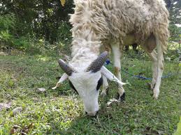 Cara mengobati kambing sakit tidak mau makan, kembung,cacingan,belekan, batuk,diare, orf, keracunan, nafsu makan, kudis, belatung pada . Majalahinfovet Com Kenali Dan Hindari Cacing Lambung Haemonchus Contortus
