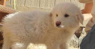 « » press to search craigslist. Park County Woman Warning Others After Being Sold Sick Puppy On Craigslist Aurora Colorado Eminetra