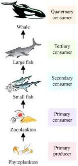 Ocean Food Chain Ocean Food Chain Ocean Food Web Food Webs Projects