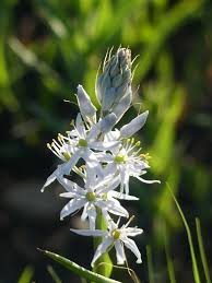 Image result for Chlorophytum perfoliatum