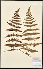 Image result for Histiopteris