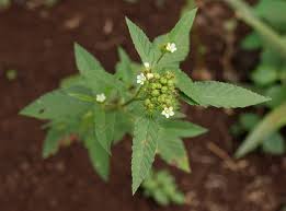 Image result for Melochia corchorifolia