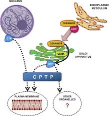 Simply follow the following steps: Novel Signaling Aspects Of Ceramide 1 Phosphate Sciencedirect