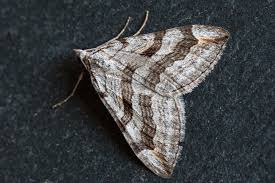 Image result for Aplocera efformata