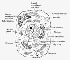 We did not find results for: Diagram Of Simple Cell Hd Png Download Transparent Png Image Pngitem