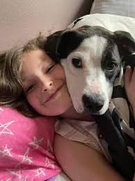 REHOMING!! Hello! I'm from Marysville and my sisters Dog, who's a blue  healer pitbull who's a year old is in need of a new family!!🤍 he is very  friendly but is very