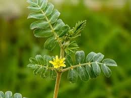 Image result for Tribulus terrestris