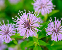 Maybe you would like to learn more about one of these? Espoma 6 Beautiful And Deer Resistant Perennials Espoma