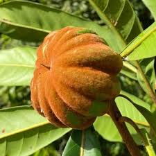 Image result for Pouteria altissima