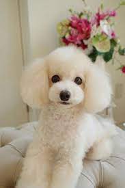 20 Reasons Why You Should Get Rid Of Your Poodle Right Now Petpress Poodle Haircut Poodle Hair Toy Poodle Haircut