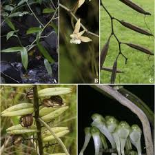 Image result for Diaphananthe lebelii