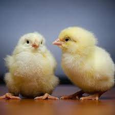 This Is The Best News For America S Animals In Decades It S About Baby Chickens Vox