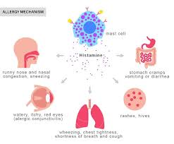 Image result for Histamine