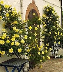 Beautiful Yellow 39 Golden Showers 39 Climbing Rose Bare Root Climbing Roses Climbing Flowers Rose Photos