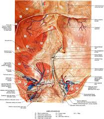 Image result for Umbilicus botryoides