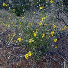 Image result for Calostephane divaricata