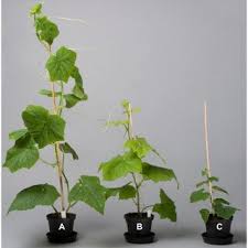 Image result for Lagenaria rufa