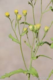 Image result for Eschenbachia gouanii