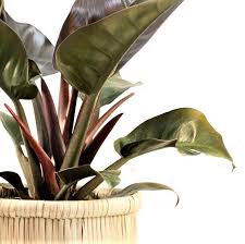 This philodendron is native to south america. Philodendron Congo Red Core 300mm The Jungle Collective