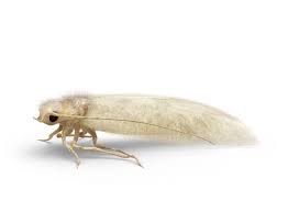 3 month closet moth traps life span. Clothes Moths How To Get Rid Of Clothes Moths Raid Bug Basics