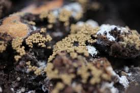 Image result for Asplenium holstii