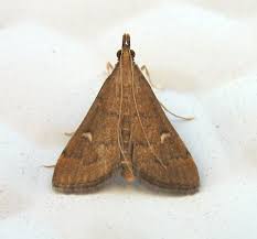 Image result for Dolichopentas