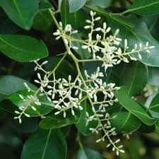 Image result for Apodytes dimidiata