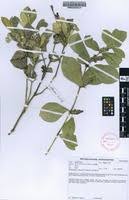 Image result for Neuracanthus africanus