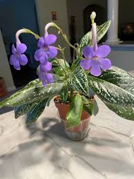 Image result for Streptocarpus buchananii