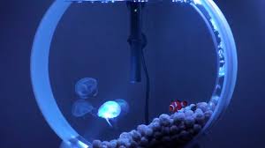 Thanks to jellyfish art, a company now running a kickstarter, your dream of owning a pet jellyfish could soon be a reality. My Desktop Jellyfish Tank Part 2 Pet Jellyfish Youtube