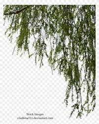 Buy willow trees and shrubs online with delivery right to your door. Branches By Vladlena Willow Tree Branch Png Clipart 2710300 Pikpng