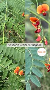 Image result for Sesbania
