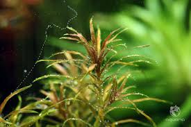 Image result for Blyxa