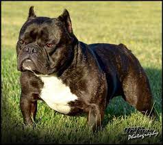 This breed needs leadership and will. 14 Shorty Bulls Ideas Bully Breeds Shorty Bulldog