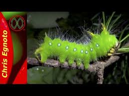 Seems like green would blend in best no matter what the food plant. Big Green Imperial Moth Caterpillar Youtube