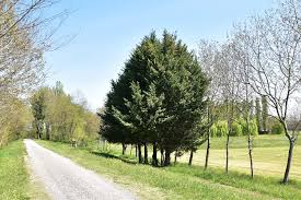 Come scrivere i Nomi delle Piante