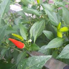 Buy now or call *116*2#. Kenali Cili Padi Blog Cilibangi