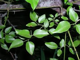 Image result for Jasminum fluminense