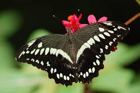 Image result for Vepris reflexa