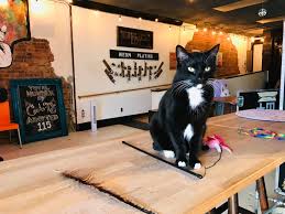 Adopting healthy puppies and kittens to loving homes. The Cat Cafes Of Tennessee The Neighbor S Cat