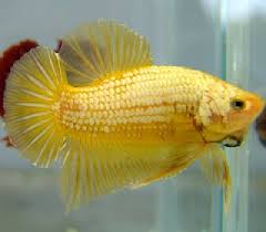 Omlet pikachu popcorn raphael sparkle sun sunflower sunny sunshine taffy taxi tapioca tequila toffi vanilla waffle yeller yellow. Betta Fish Color Patterns Live Tropical Fish Live Tropical Fish