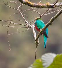 Found in forests and edges in the subtropical zones. The Legendary Golden Headed Quetzal The Golden Headed Quetzal Pharomachrus Aur Ad Quetzal Pharomachrus Aurice Quetzal Images Of Colours Stock Images