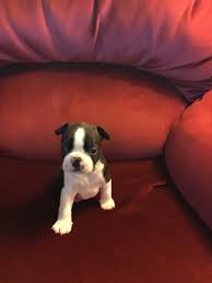 There are two males and three females (one female will be staying with us) born sept. Boston Terrier Puppies For Sale Colorado Springs Co 327797