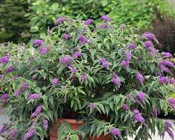 Buddleia Purple Haze Bluestone Perennials