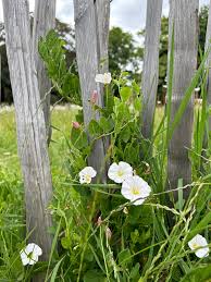 Image result for Convolvulus arvensis