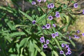 Maybe you would like to learn more about one of these? Small Purple Flowers Green Thumb Advice