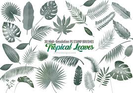 I'm just jumping on to share a free printable houseplant watering schedule for you! Tropical Leaves Brushes 30 Varieties For Summer Designs