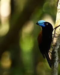 Image result for Vangueria vestita