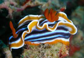chromodoris quadricolor is a species of very colorful sea slug a dorid nudibranch a marine opisthobranch gastropod babosa de mar nudibranquios vida submarina